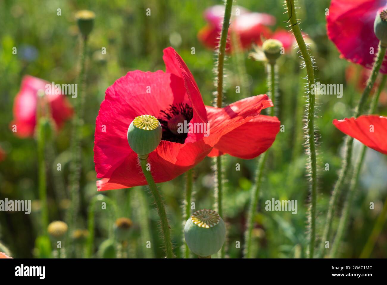 red poppy flower and seed capsule in the summer sun botany close-up Stock Photo