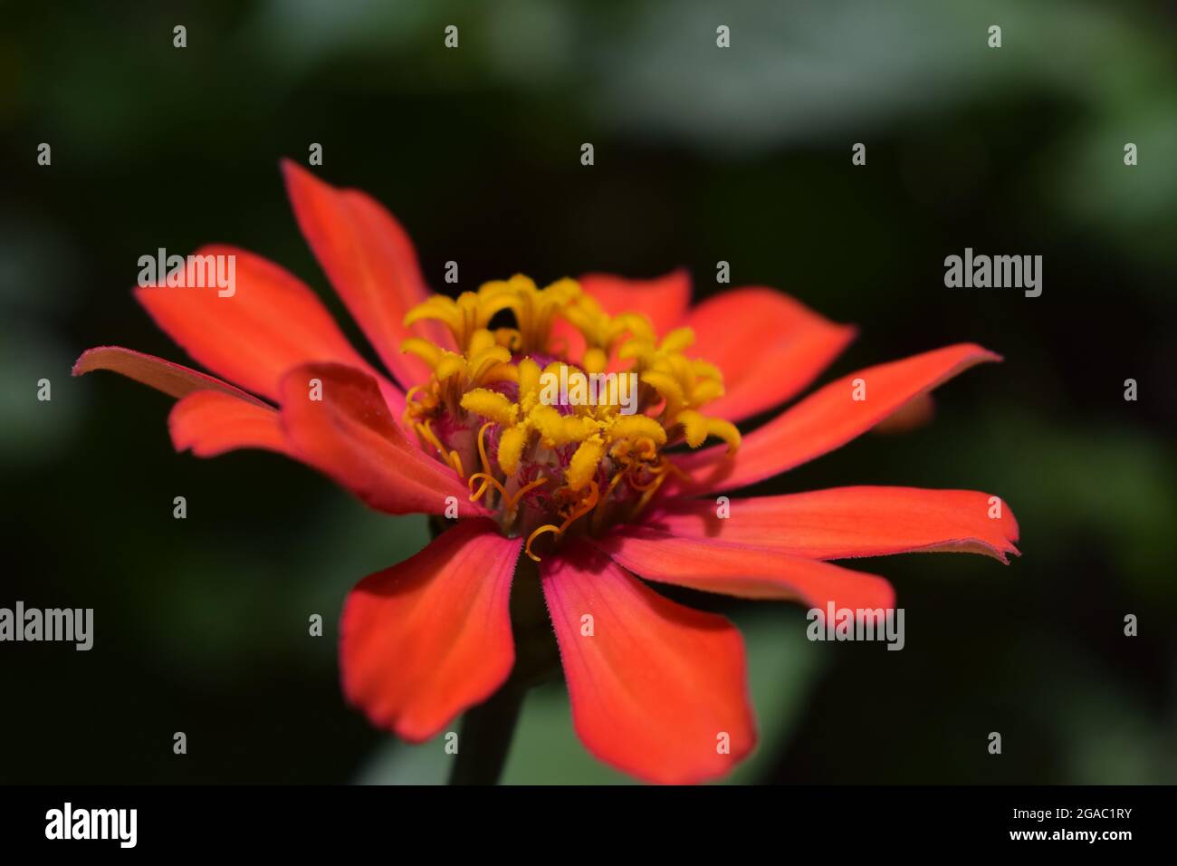 Macro shot of young yellow pollen red zinnias flower in blurred dark light background, little mini flowers on the large flower Stock Photo