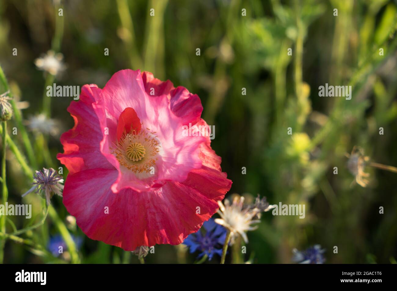 pink poppy flower on the wildflower meadow in summer botany close-up Stock Photo