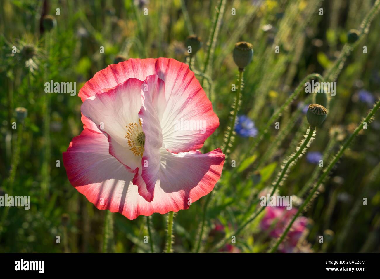 white pink poppy flower and seed capsules in the summer sun botany close-up Stock Photo