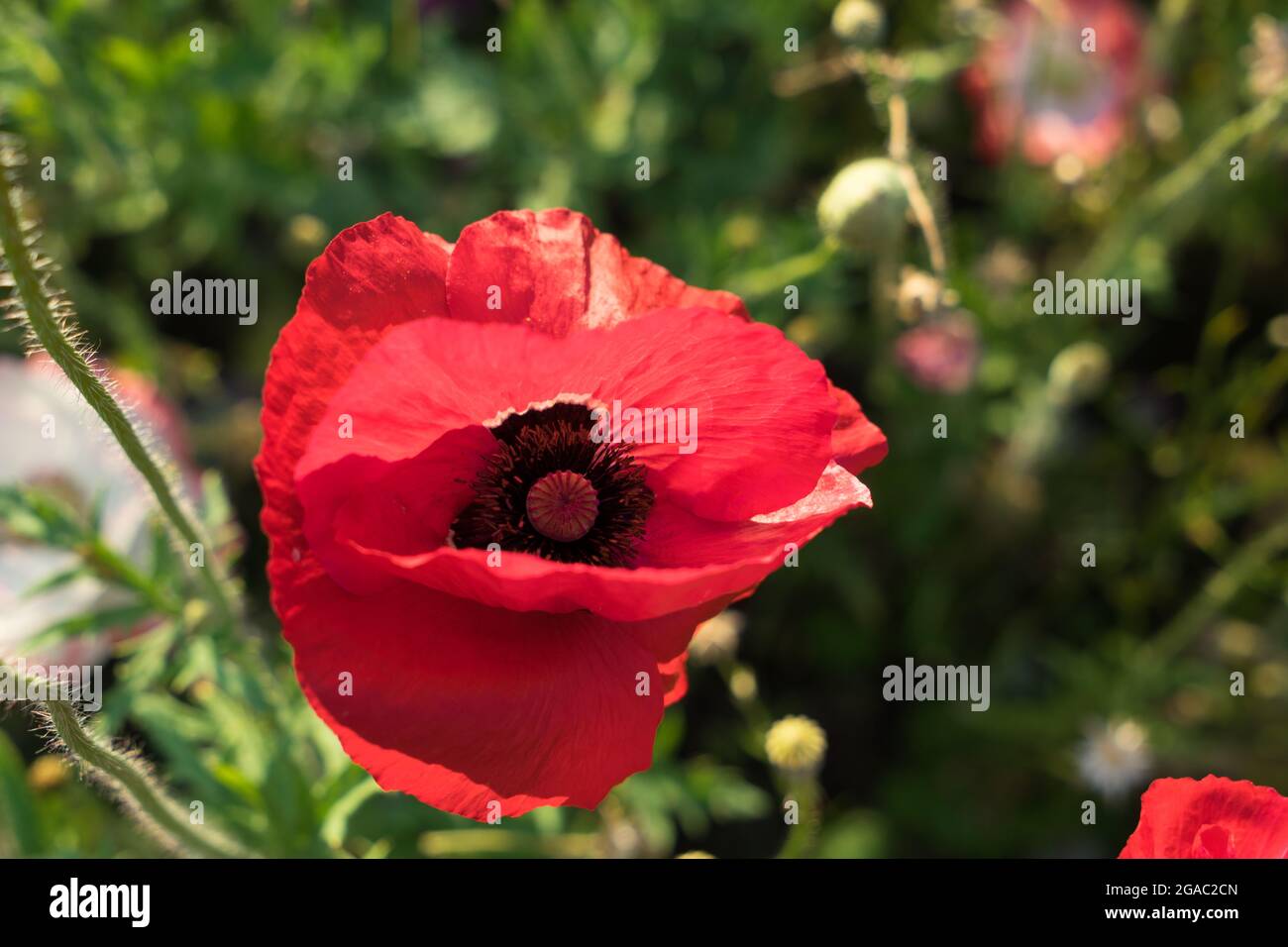 topview of a red poppy flower on the wildflower meadow in summer botany close-up Stock Photo