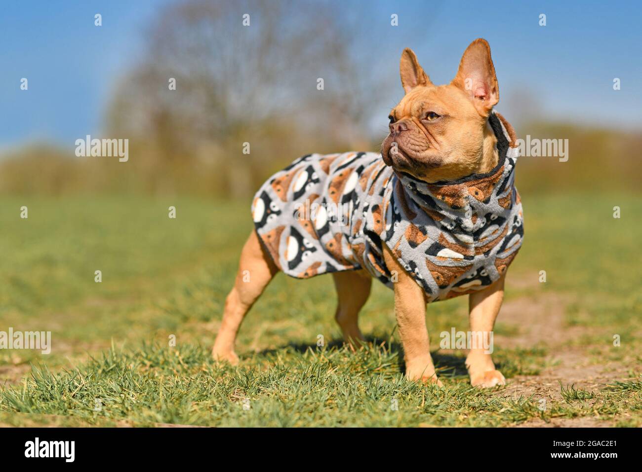 Red French Bulldog dog wearing homemade bathrobe made from fleece fabric to dry faster after swimming Stock Photo