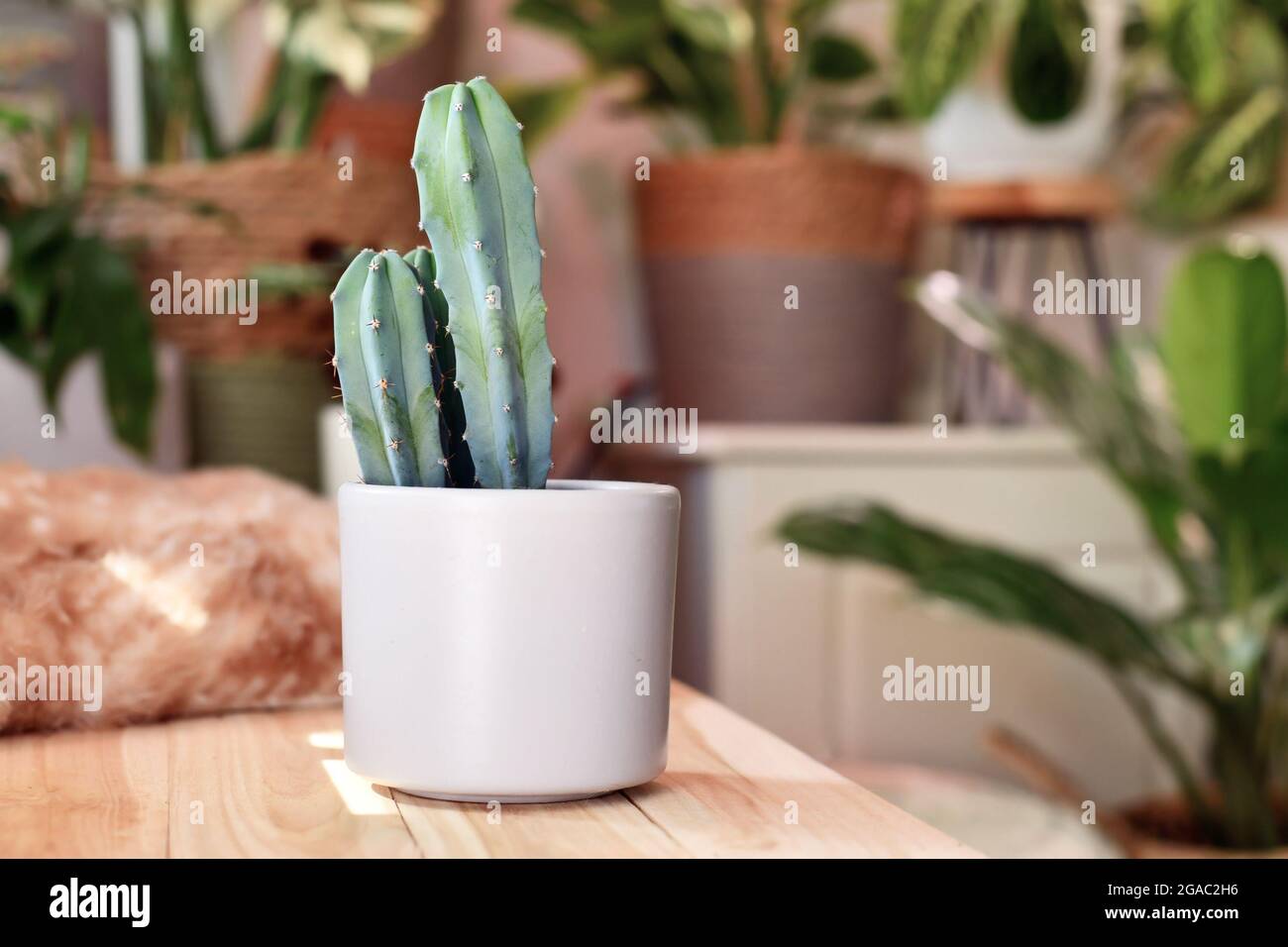 Potted Cereus Cactus houseplant on wooden table with other plants in blurry background Stock Photo