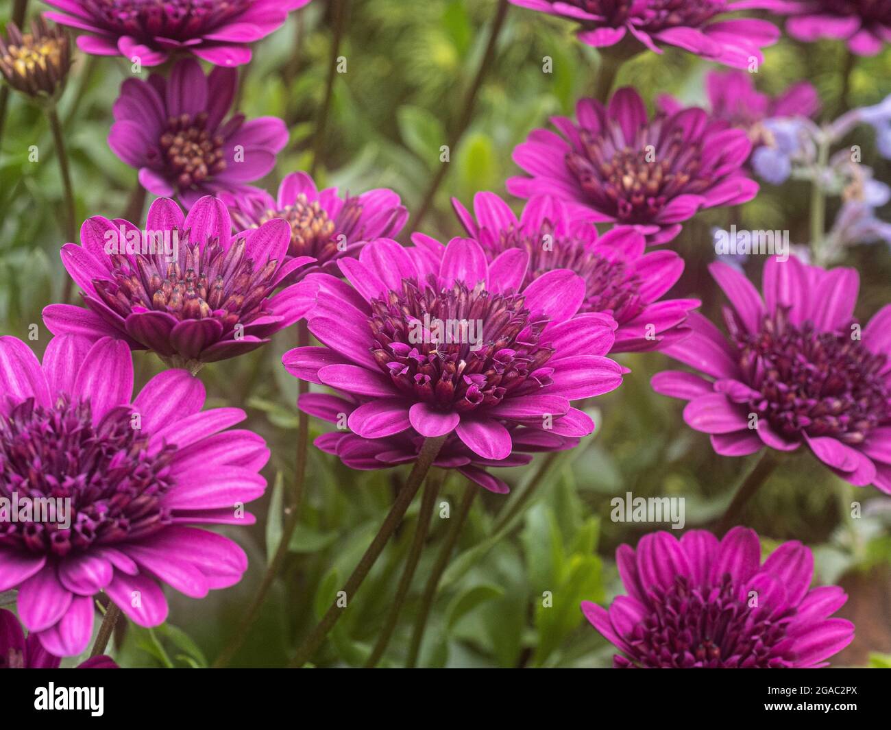 A group of the violet flowers of Osteospermum Erato Double Bright Violet Stock Photo