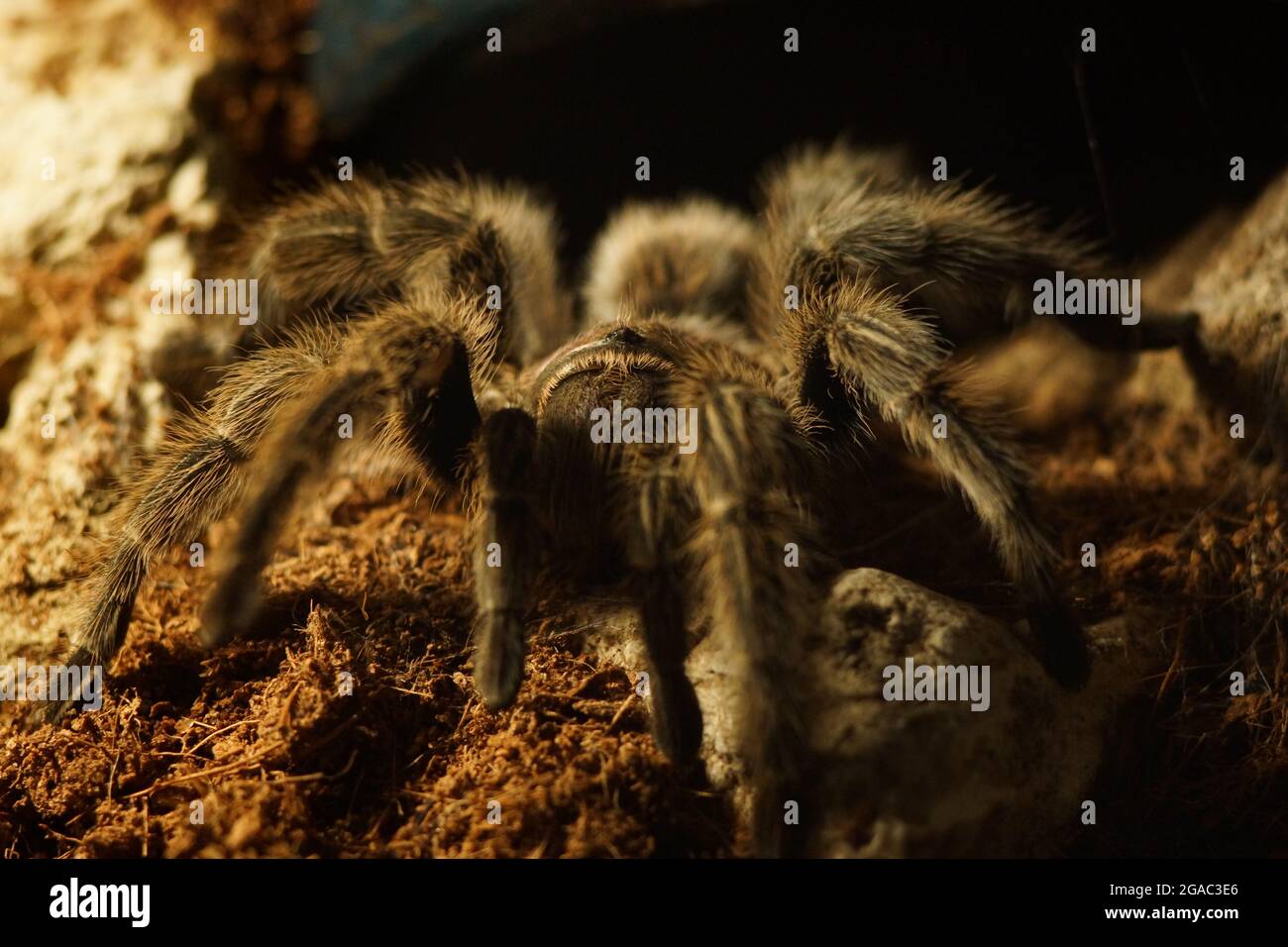 Giant tarantula spider in the zoo Stock Photo Alamy