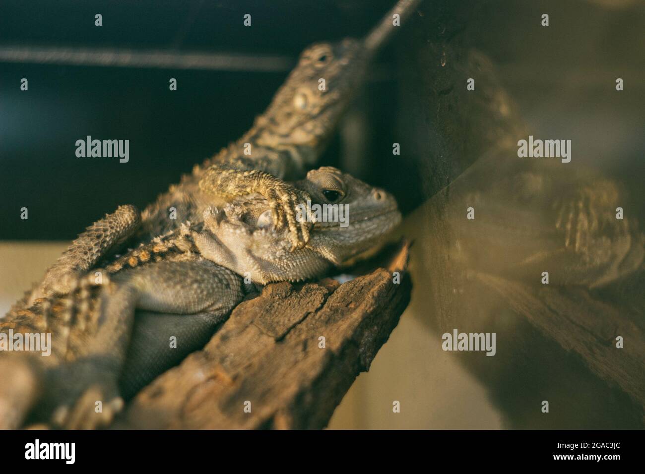 Wild lizards in an aquarium in the zoo Stock Photo Alamy