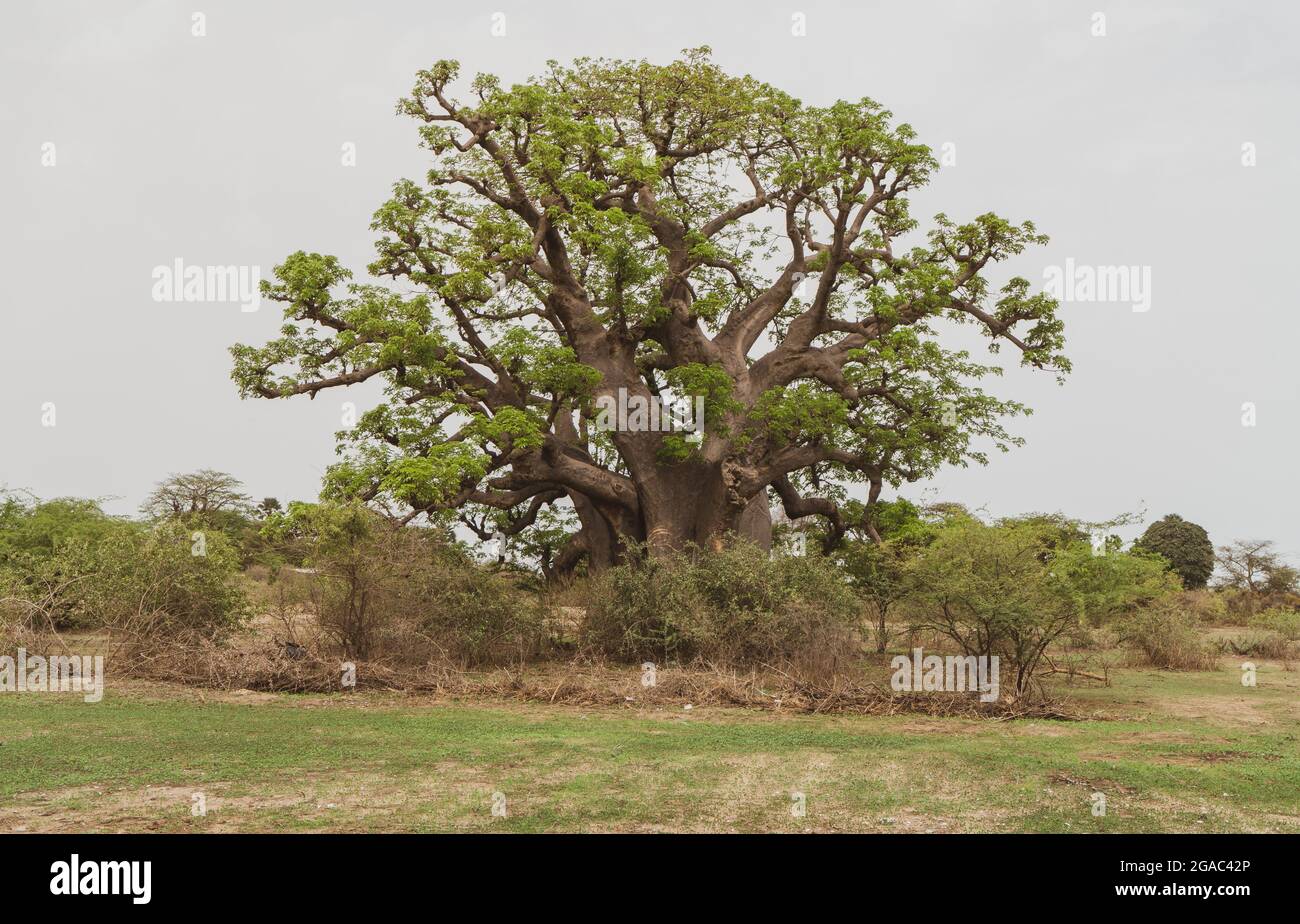 Huge baobab tree (adansonia digitata) the symbol of Senegal, Africa Stock Photo