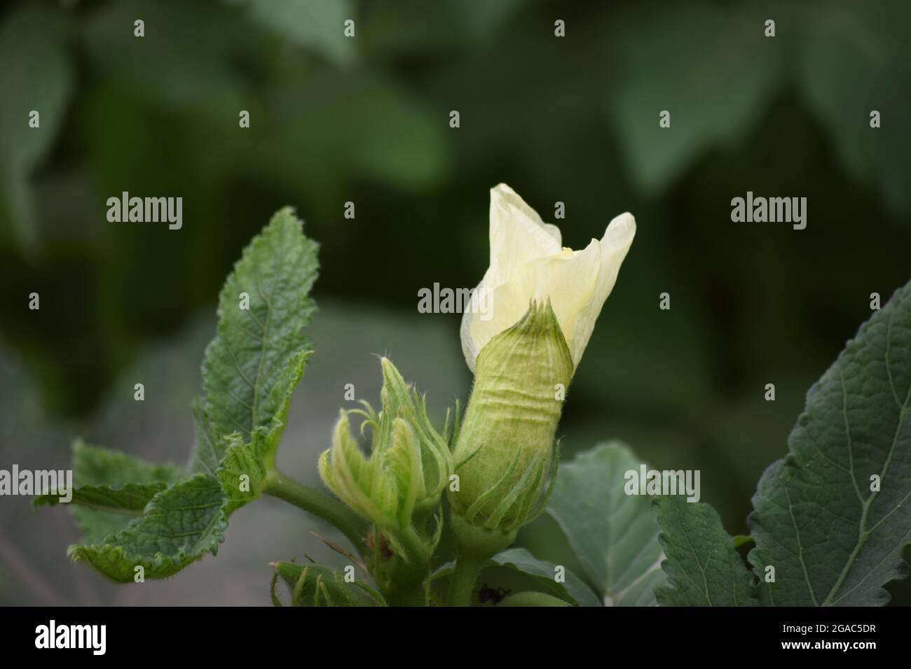 Lady finger flower hires stock photography and images Alamy