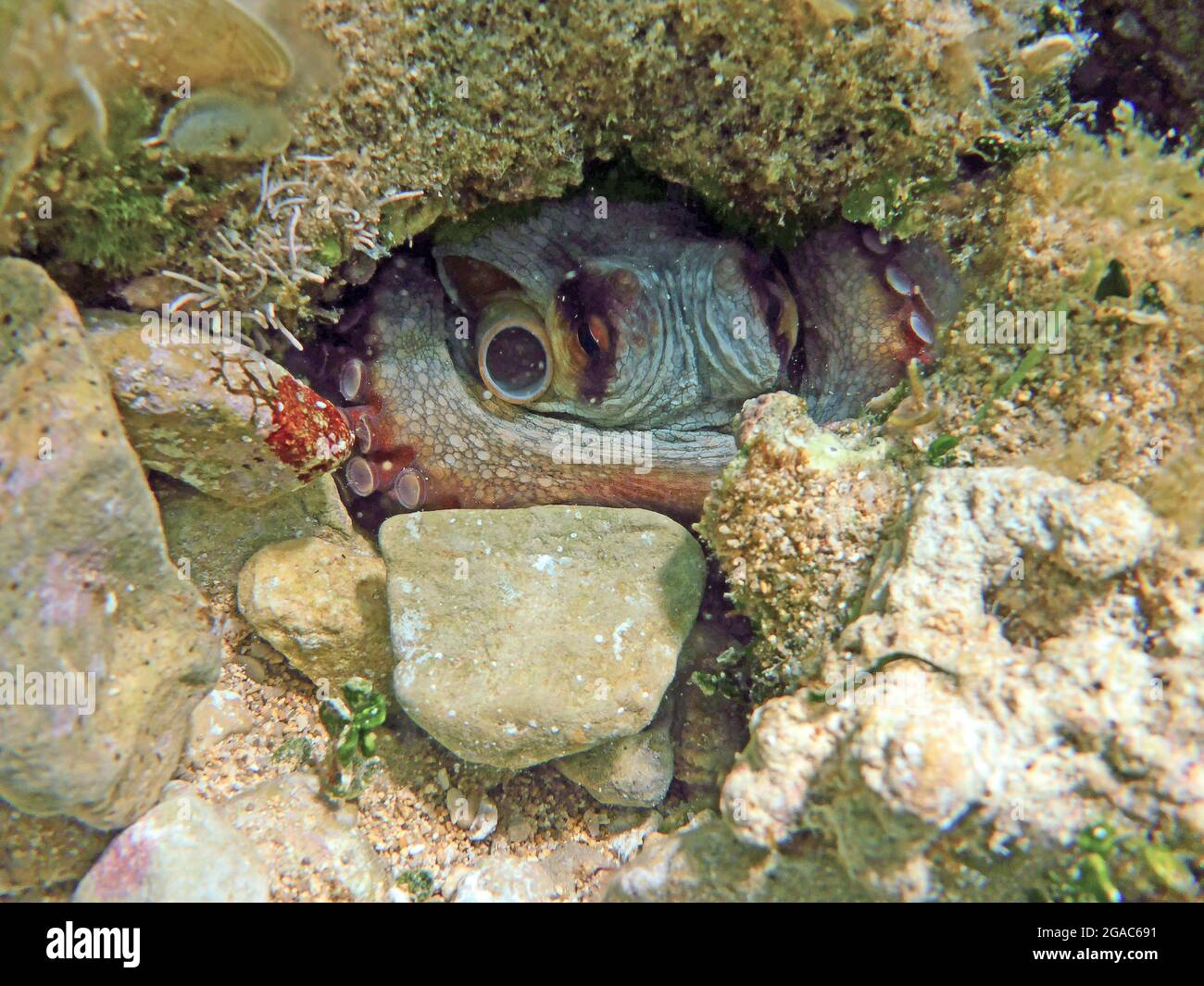 Octopus vulgaris, Mediterranean Sea Stock Photo