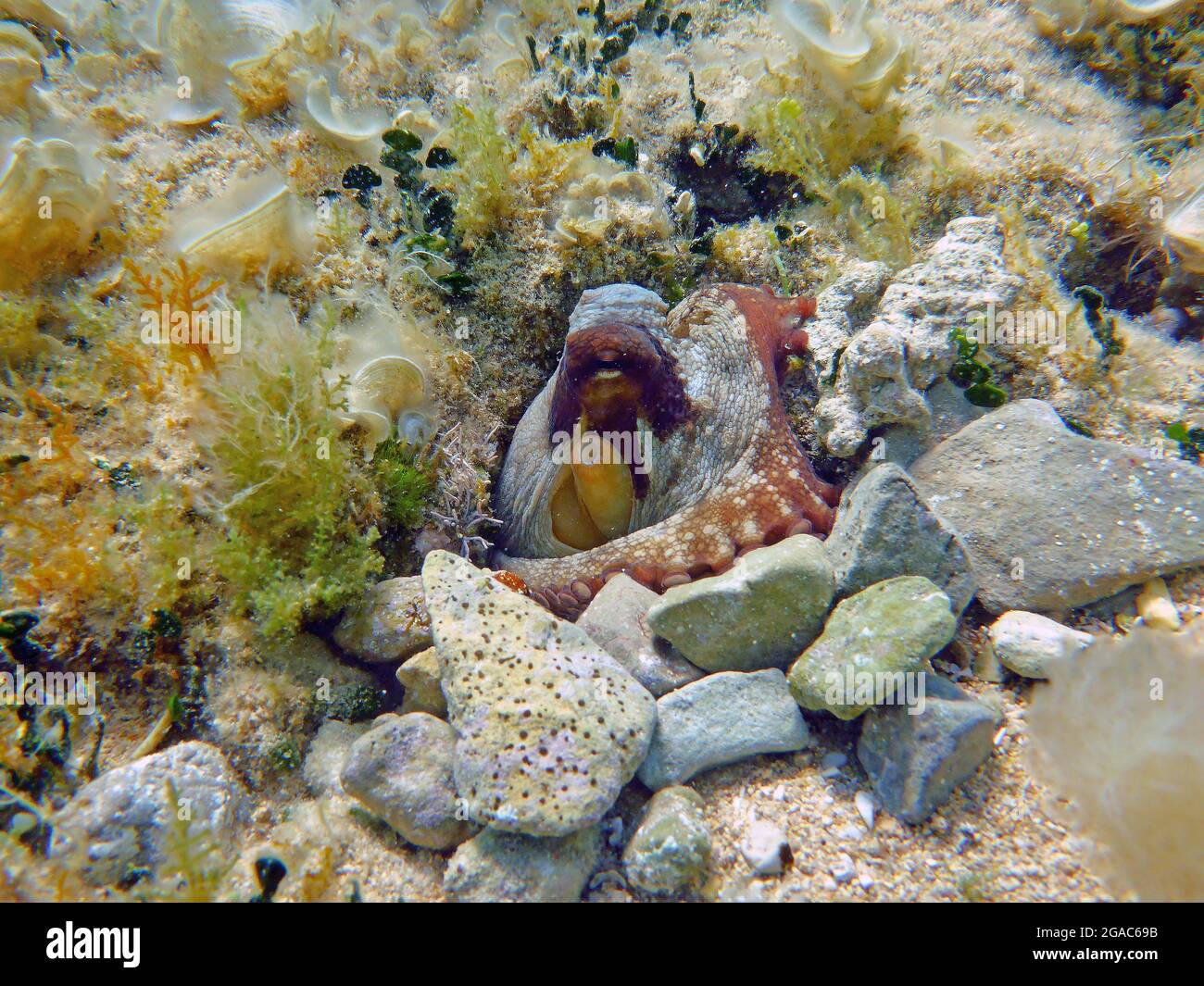 Octopus vulgaris, Mediterranean Sea Stock Photo