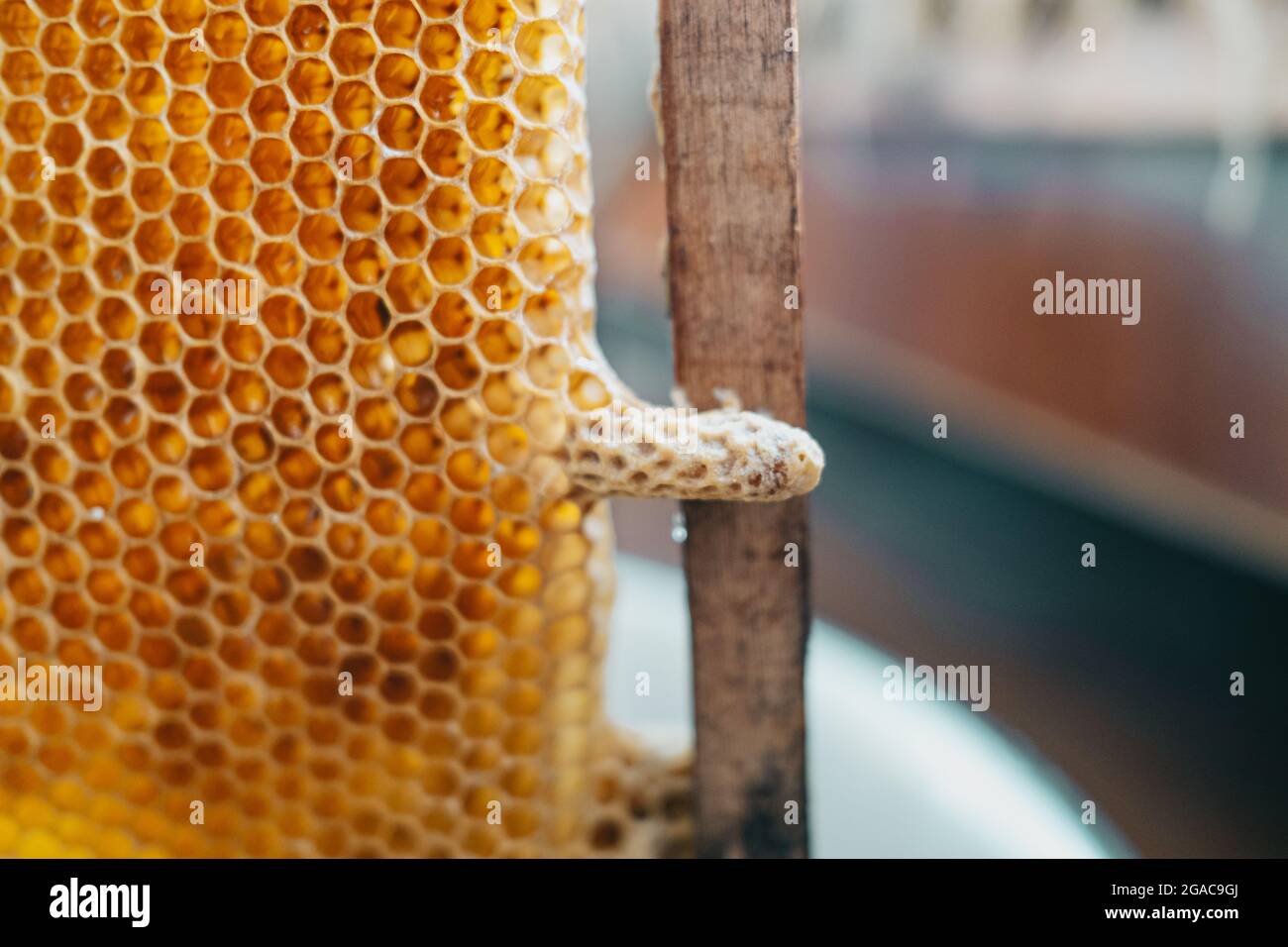 Sealed in mother liquor working bee. Closeup cells. breeding