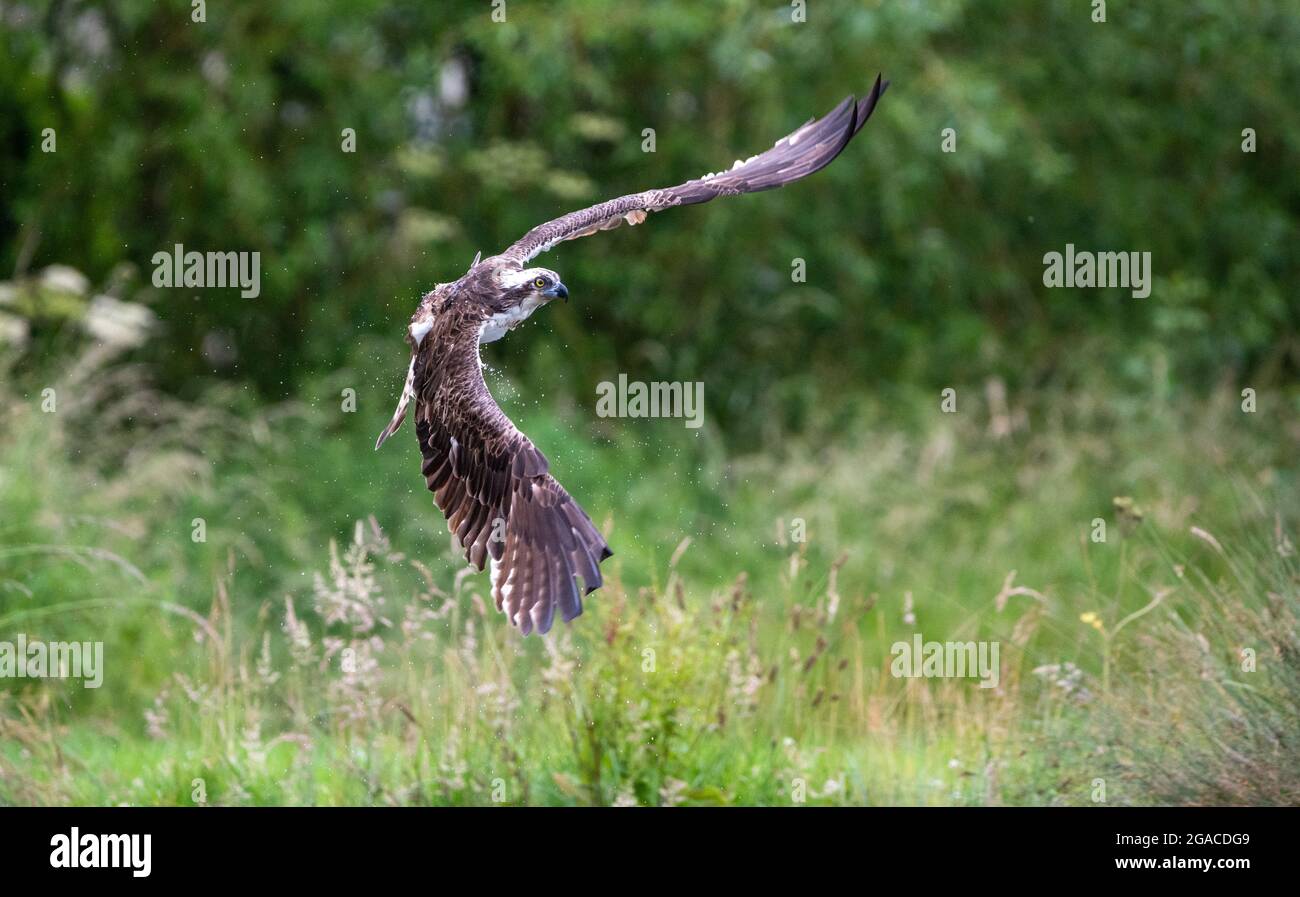 An Osprey in flight Stock Photo