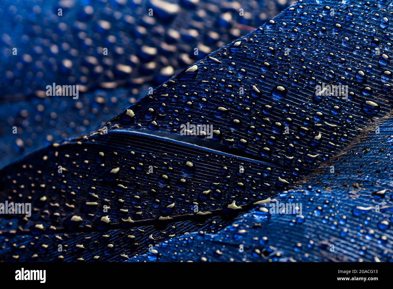 Abstract macro dark blue background with drops on feathers Stock Photo ...