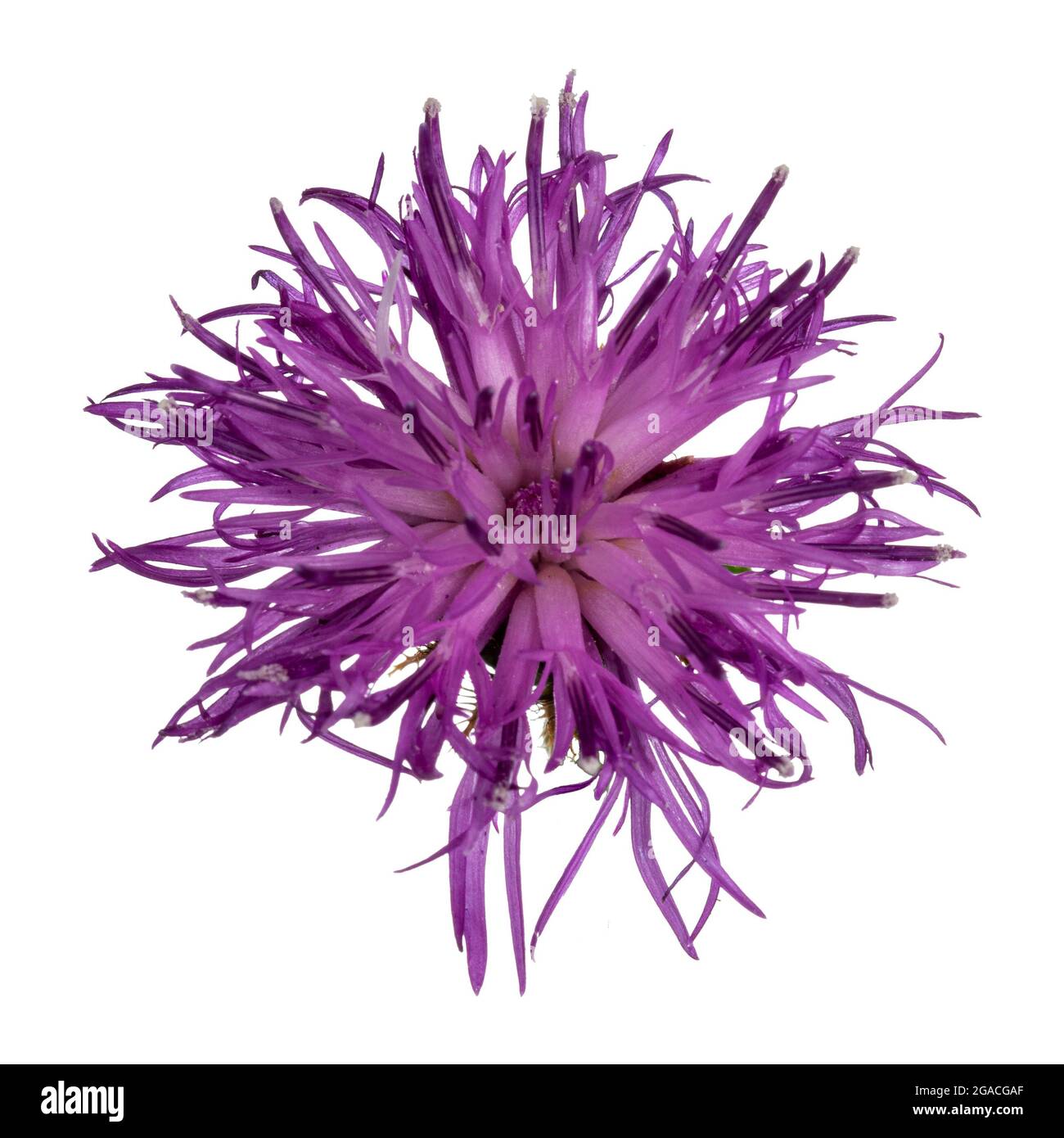 Top view of Brownray Knapweed aka Centaurea jacea. Single pink flower on green stem. Isolated on a white background. Stock Photo