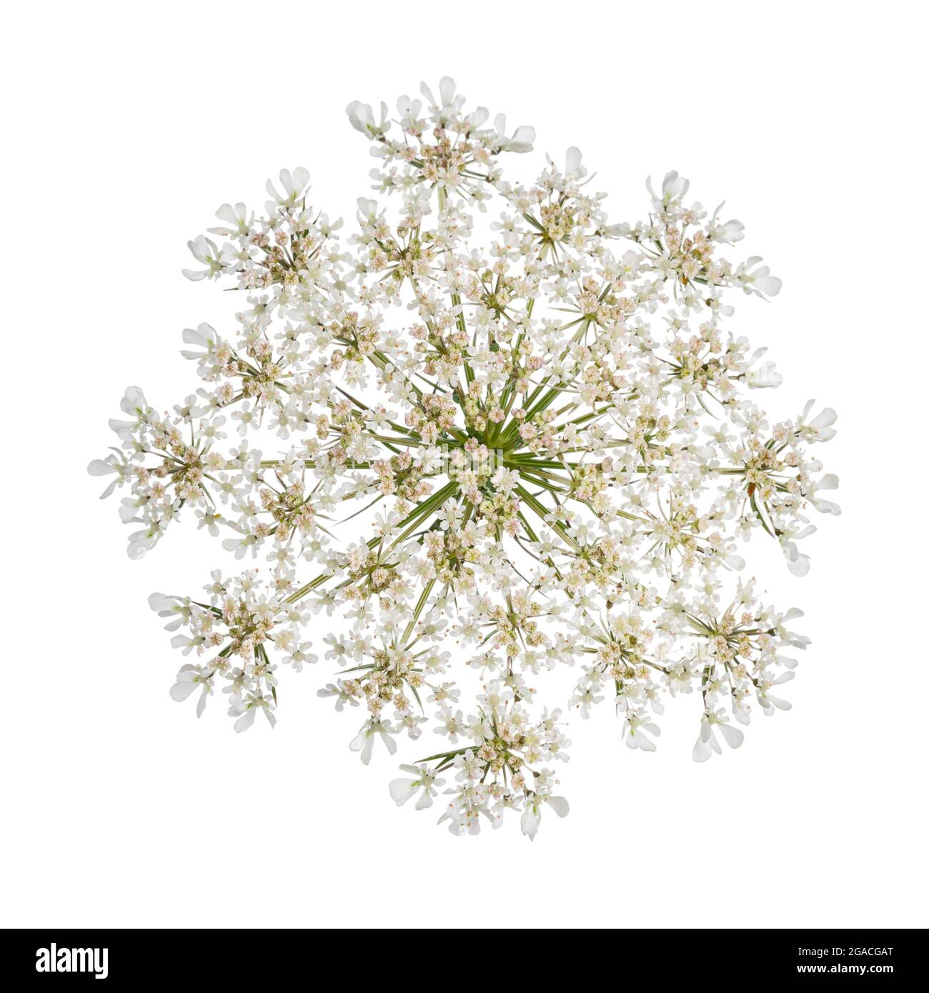Top view of Queen Anne's Lace aka Daucus carota umbel flower. isolated on white background. Stock Photo