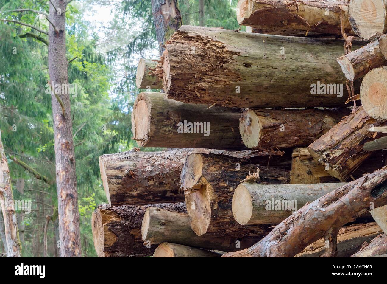 Felling trees. Trunks of felled trees. Cut down trees. Deforestation