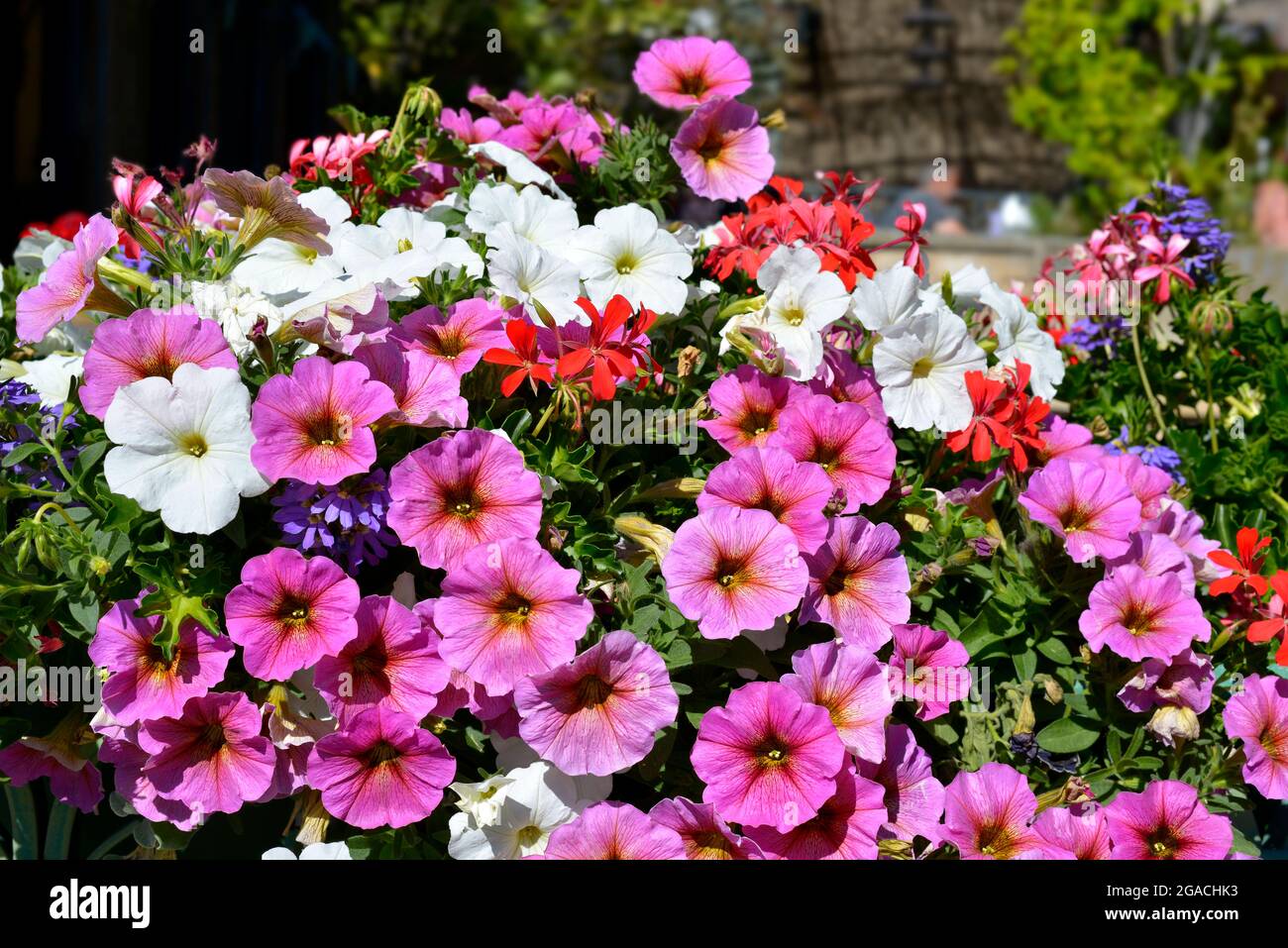 Background of blooming purple and white petunia surfinia flowers Stock