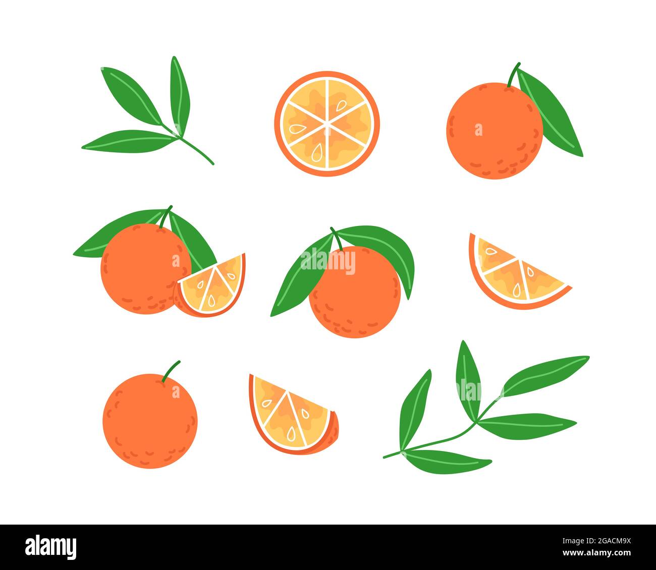 Collection of oranges and leaves in flat style Stock Vector Image & Art ...