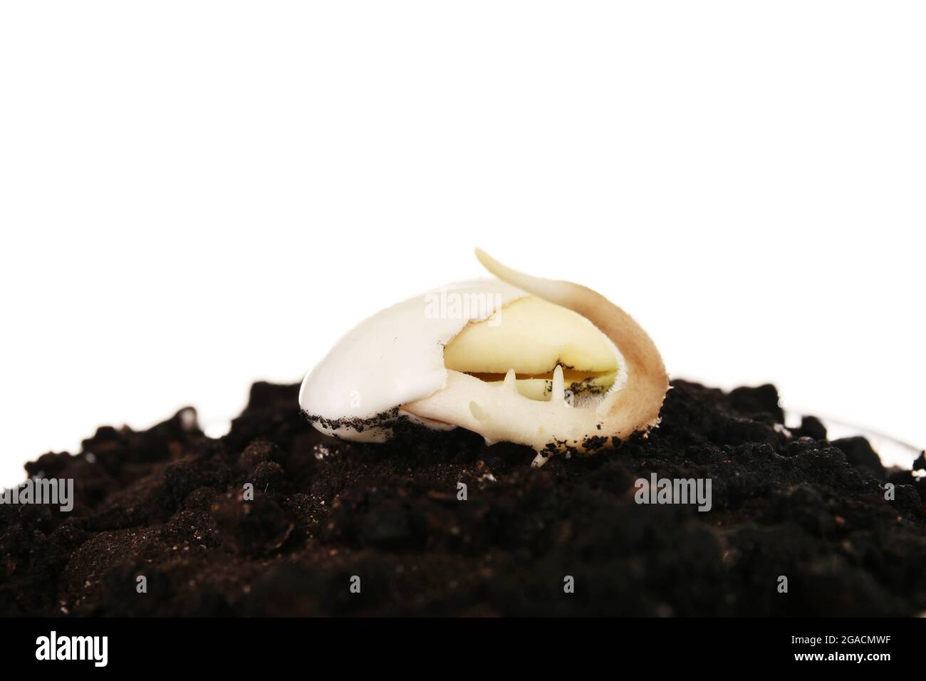 Germinating seed in soil isolated on white Stock Photo Alamy