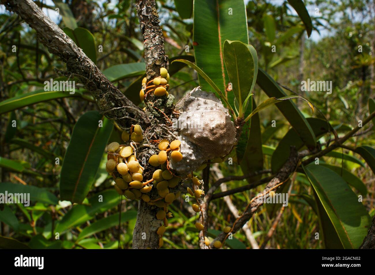 Ant plants, Myrmecodia tuberosa and  Dischidia nummularia, Bako National Park, Sarawak, Borneo Stock Photo