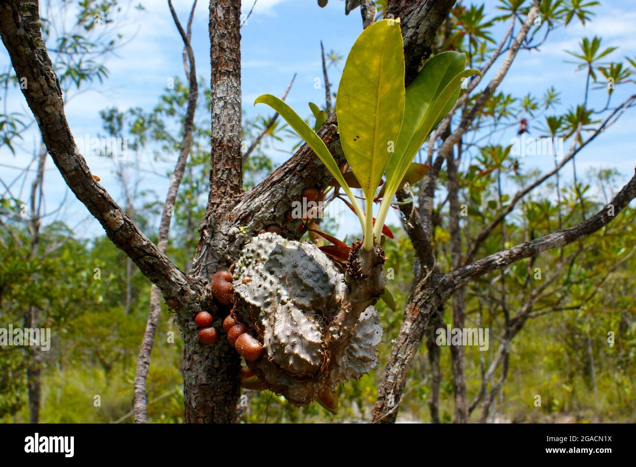 Ant plant Myrmecodia tuberosa on tree, Bako National Park, Sarawak, Borneo Stock Photo
