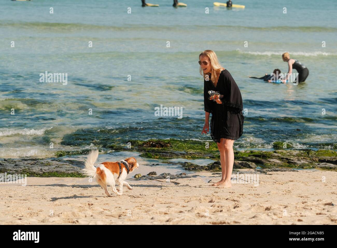 Dog running to woman on beach. St Ives, Cornwall, UK. Stock Photo