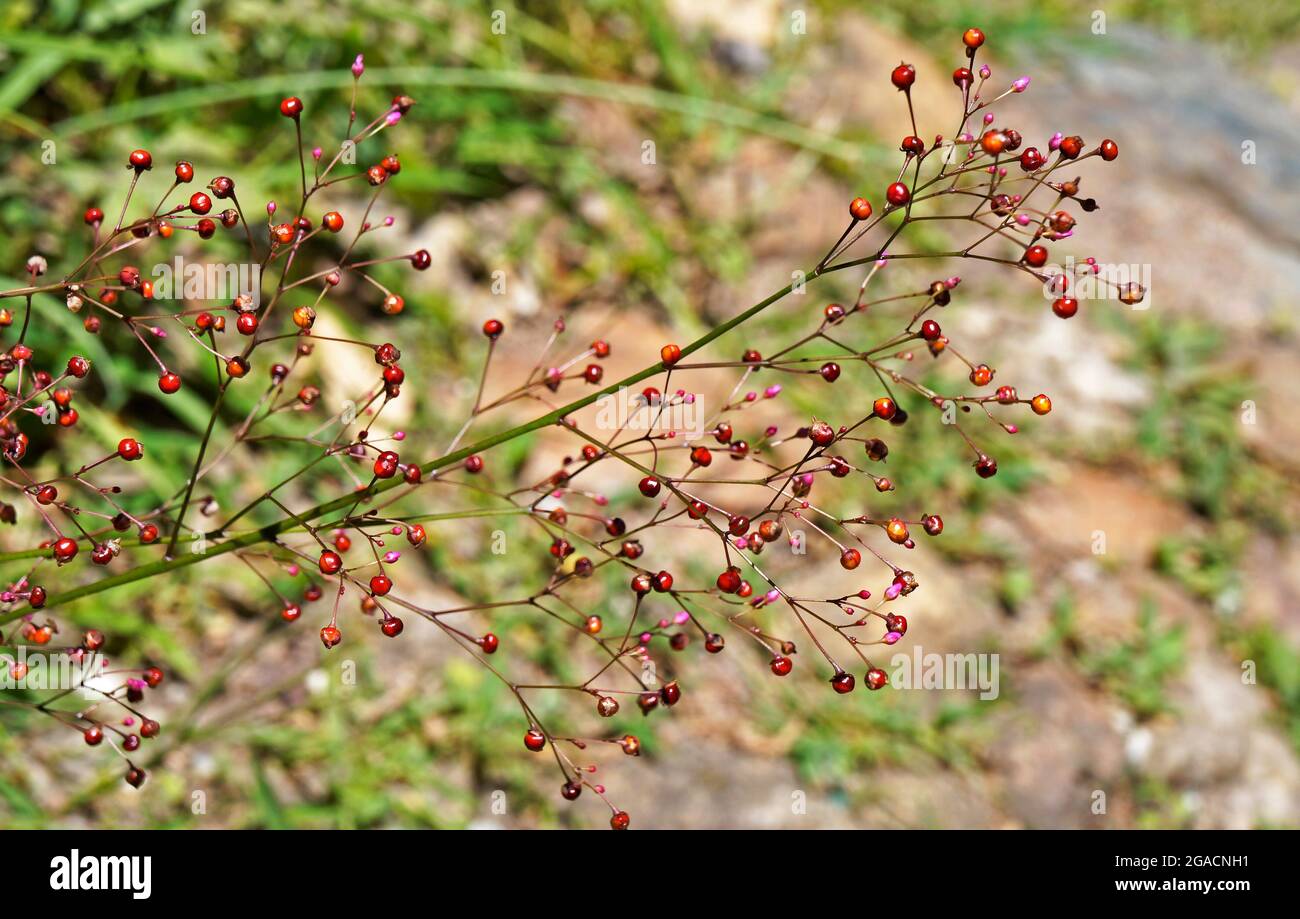 Wild berries on garden, Diamantina, Brazil Stock Photo