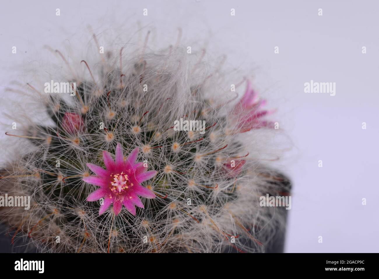 Mammillaria bocasana v. roseiflora is a cultivar of Mammillaria  bocasanaselected specifically for its pink or rich rose-colored flowers. It  is a clump Stock Photo - Alamy