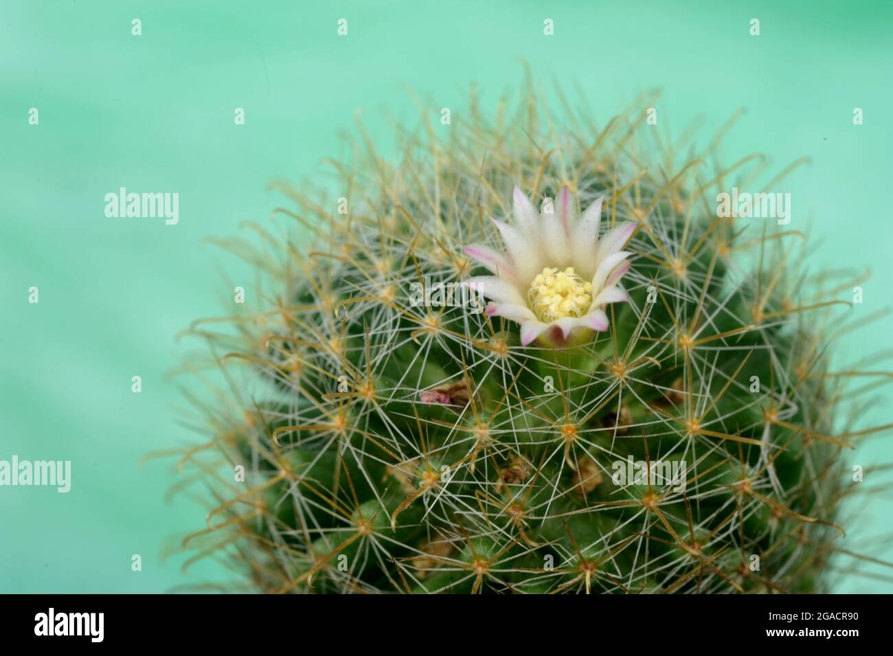 Blooming white flower of Mammillaria schiedeana cactus on green soft focus background Stock Photo