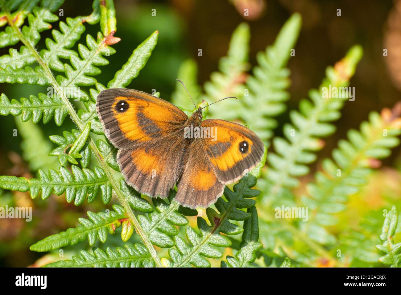 Gatekeeper butterfly (hedge brown, Pyronia tithonus) basking with open wings on bracken during summer or July, UK Stock Photo