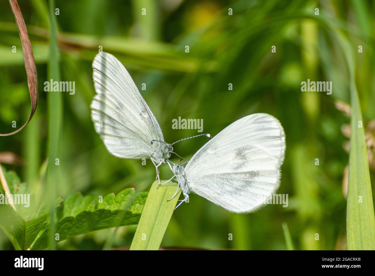 Wood white butterflies (Leptidea sinapis) courtship behaviour at Oaken Wood in Surrey, England, UK, during July Stock Photo