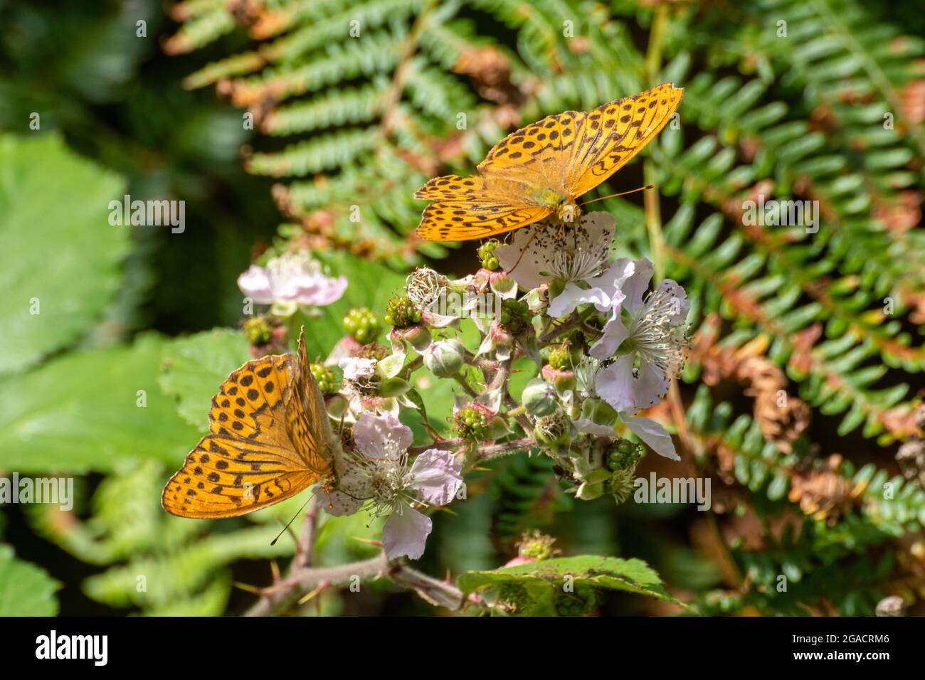 Two silver-washed fritillary butterflies (Argynnis paphia) feeding on nectar on bramble flowers during July or summer in a woodland edge, UK Stock Photo