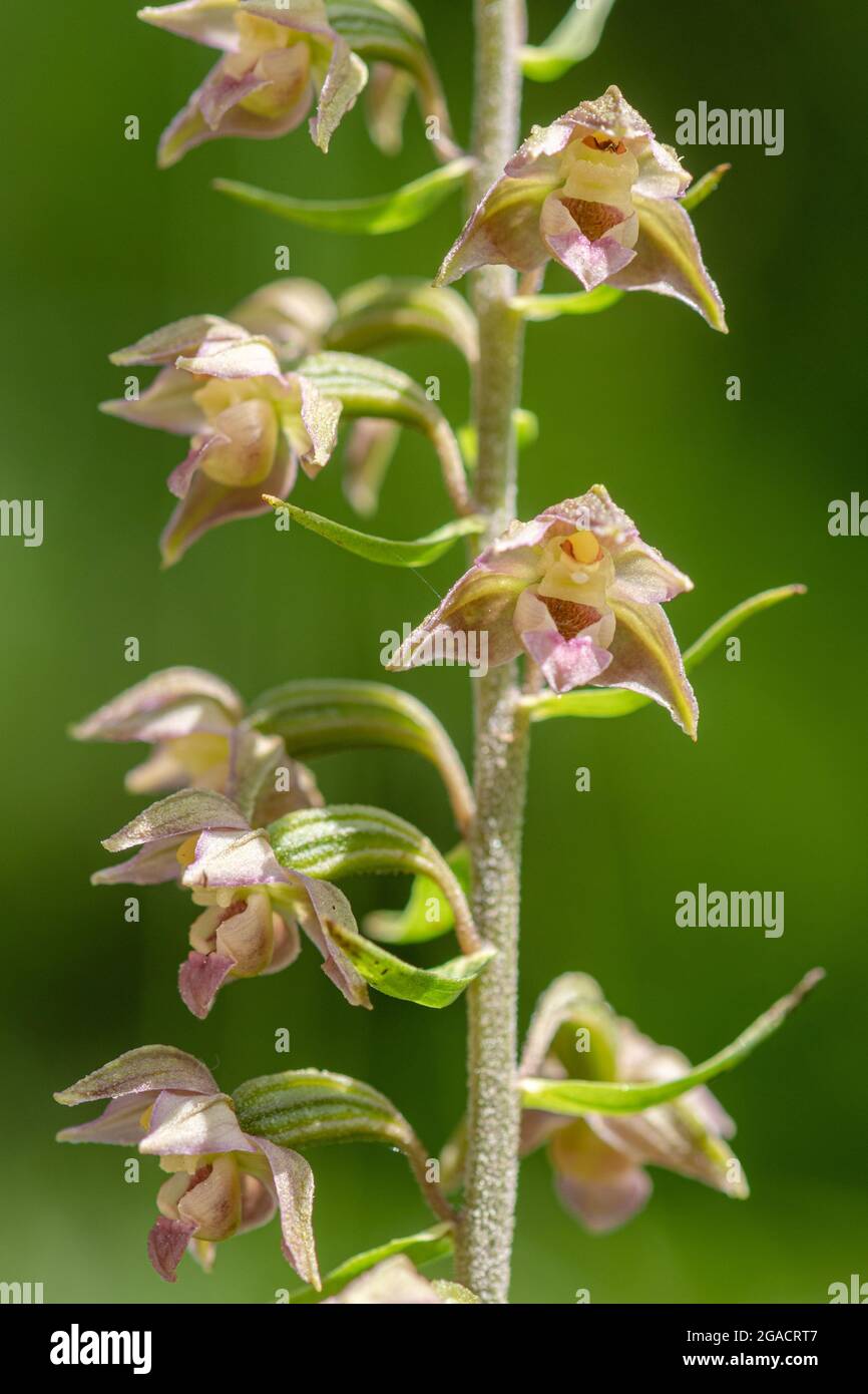 Broad-leaved helleborine (Epipactis helleborine) orchid, a wildflower growing in a woodland ride, flowering in July or summer, UK Stock Photo