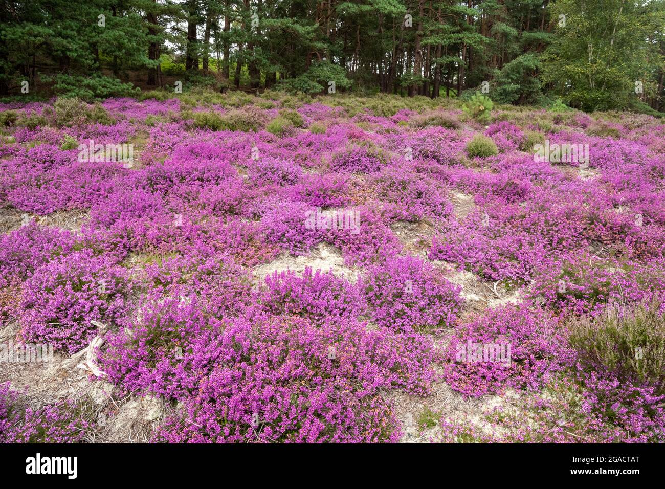 Colourful bell heather Erica cinerea flowering at Frensham Common in Surrey, England, UK, during July or summer Stock Photo