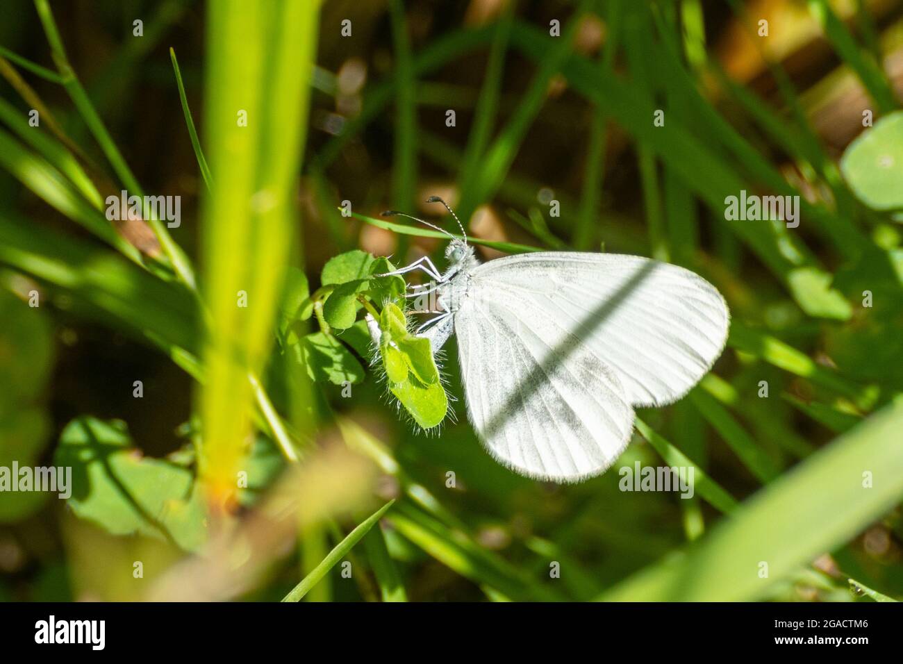 Female wood white butterfly (Leptidea sinapis) ovipositing, laying eggs, on greater birds foot trefoil in Oaken Wood, Surrey, England, UK, during July Stock Photo