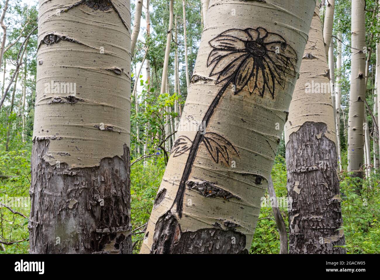 A carving of a sunflower in an aspen tree growing in a clonal colony in