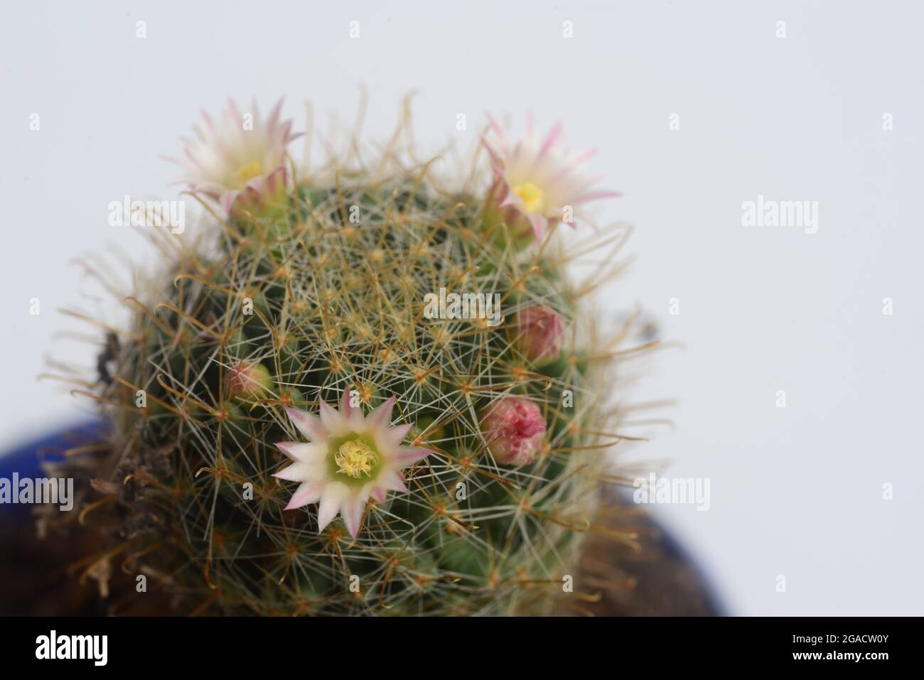 Blooming white pink flower of mammillaria peacock cactus on  white  background with copy space for text Stock Photo
