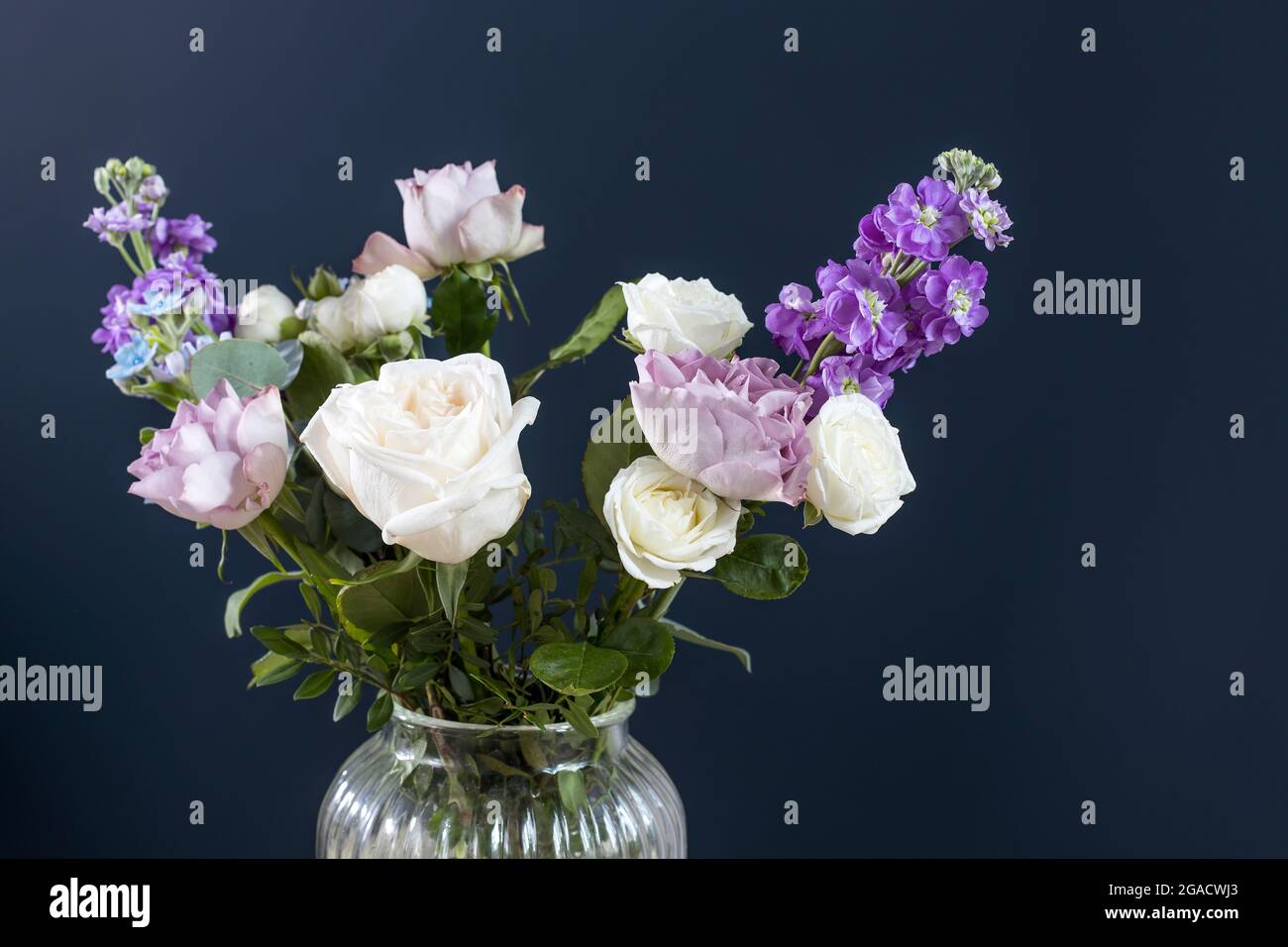 Bouquet of hackelia velutina, purple and white roses, small tea roses, matthiola incana and blue iris in glass vase . Dark blue wall Stock Photo