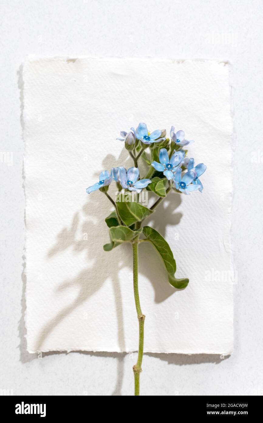 Flower hackelia velutina isolated on the white background. Frame. Mockup Stock Photo