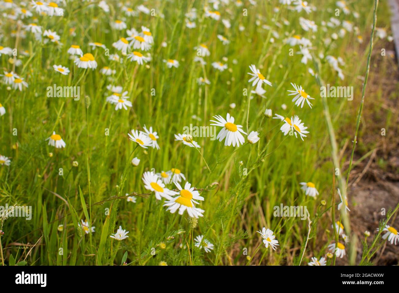 Blooming daisies in the sun on a blurry background of grass Stock Photo ...