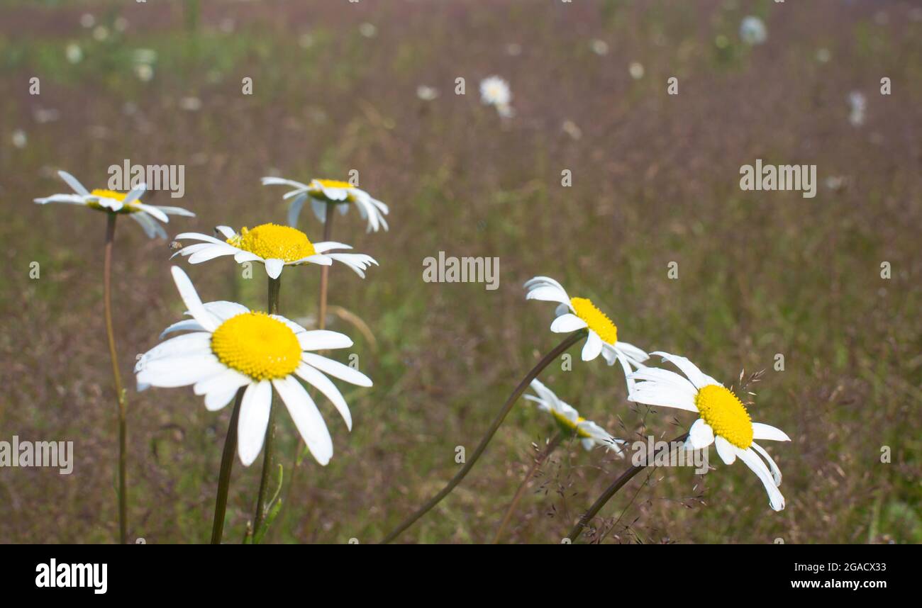 Blooming daisies in the sun on a blurry background of grass Stock Photo ...