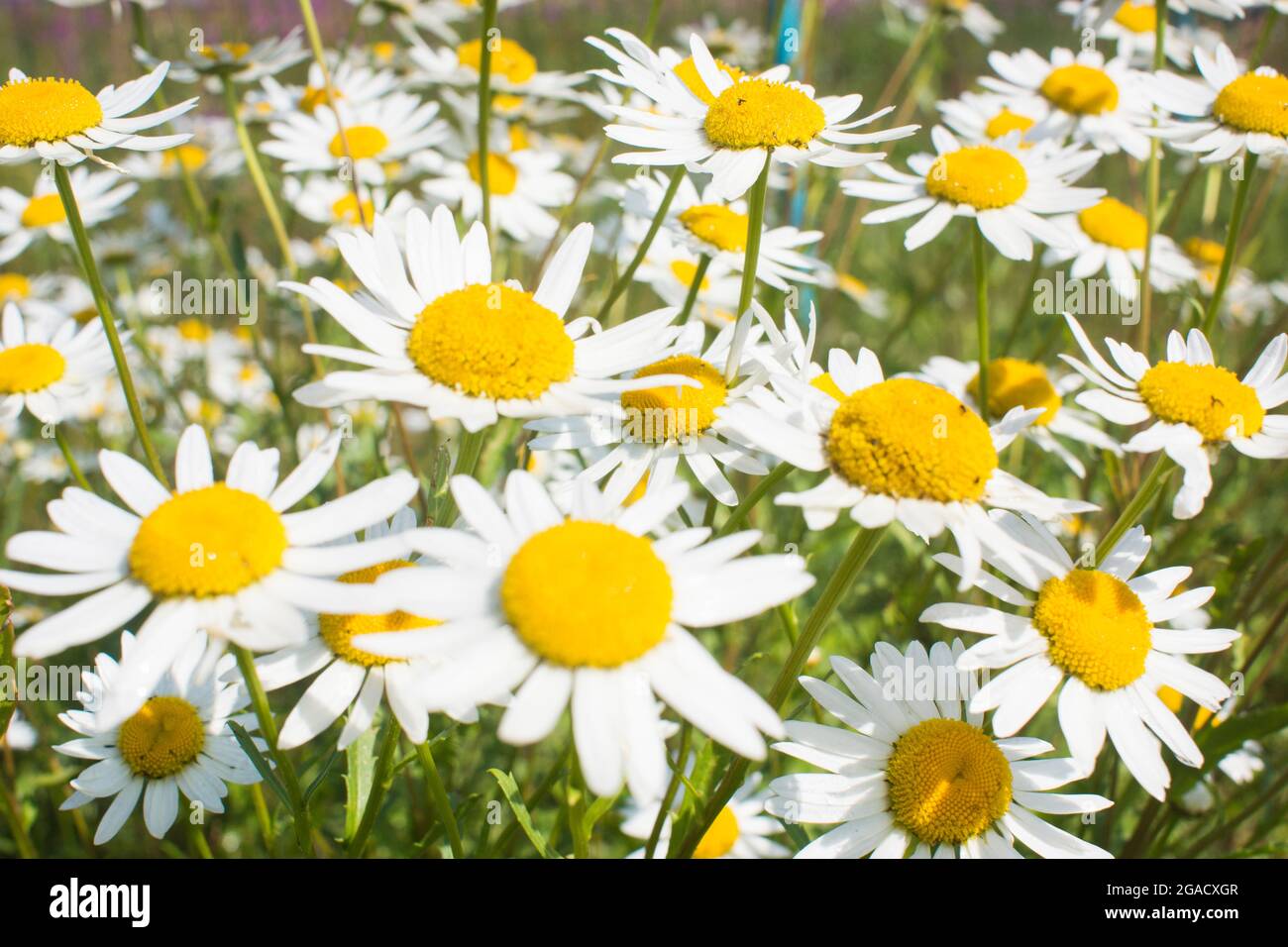 Blooming daisies in the sun on a blurry background of grass Stock Photo ...