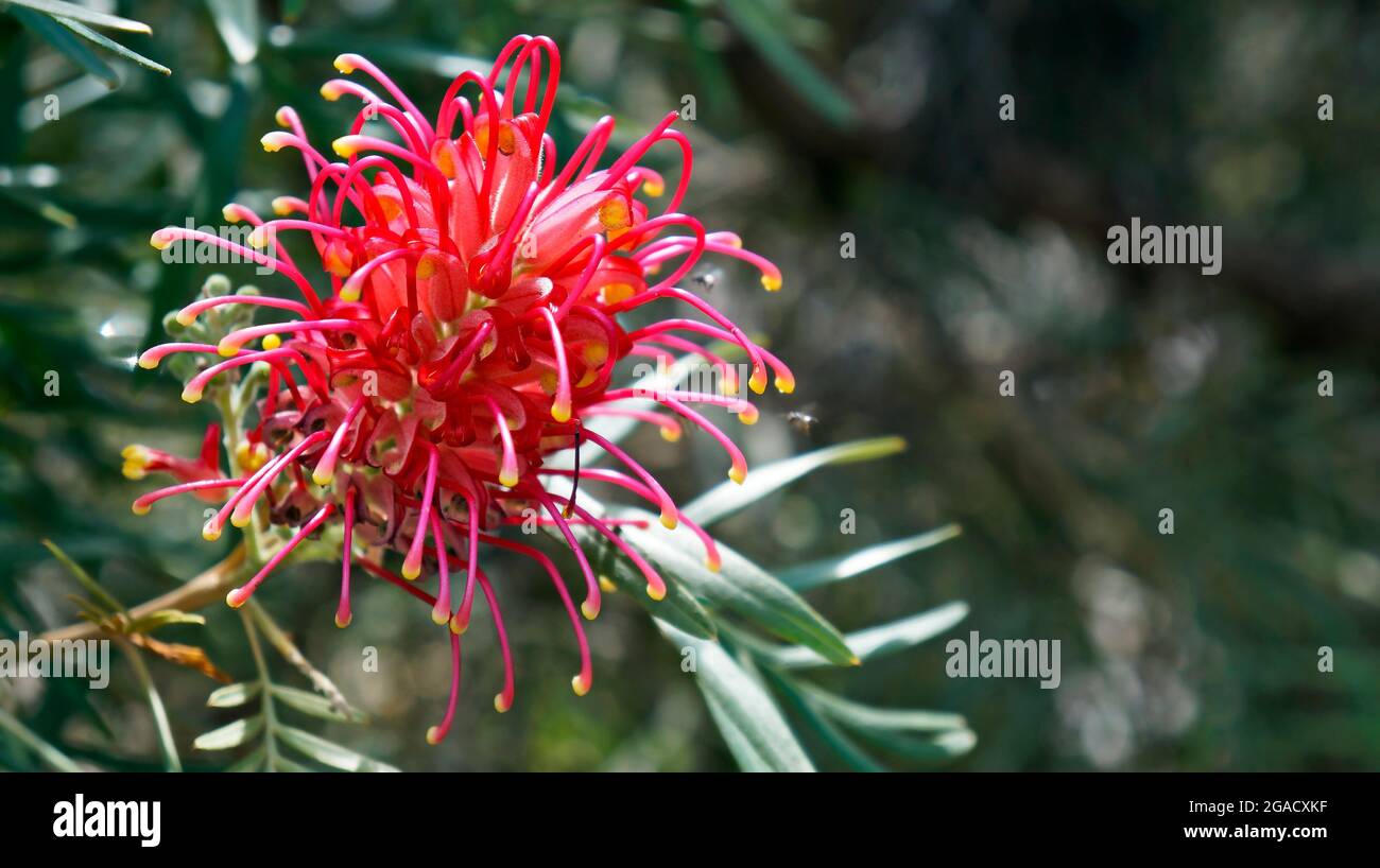 Red silky oak or Dwarf silky oak flower (Grevillea banksii), Brazil