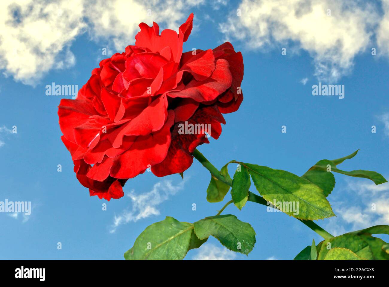 Rose Latin name Rosa Don Juan with a blue sky background Stock Photo