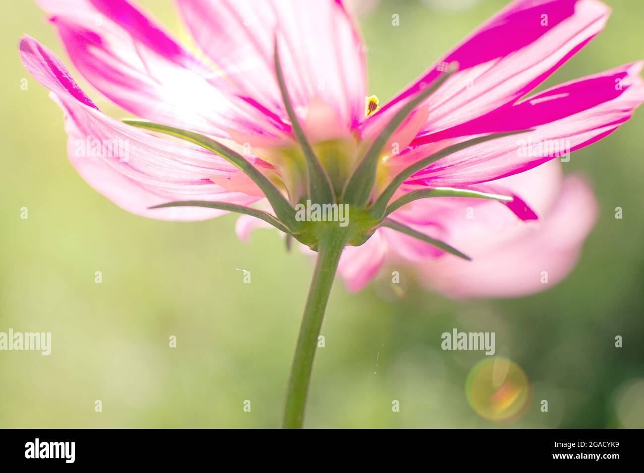 Close up photo of cosmos flower hi-res stock photography and images - Alamy