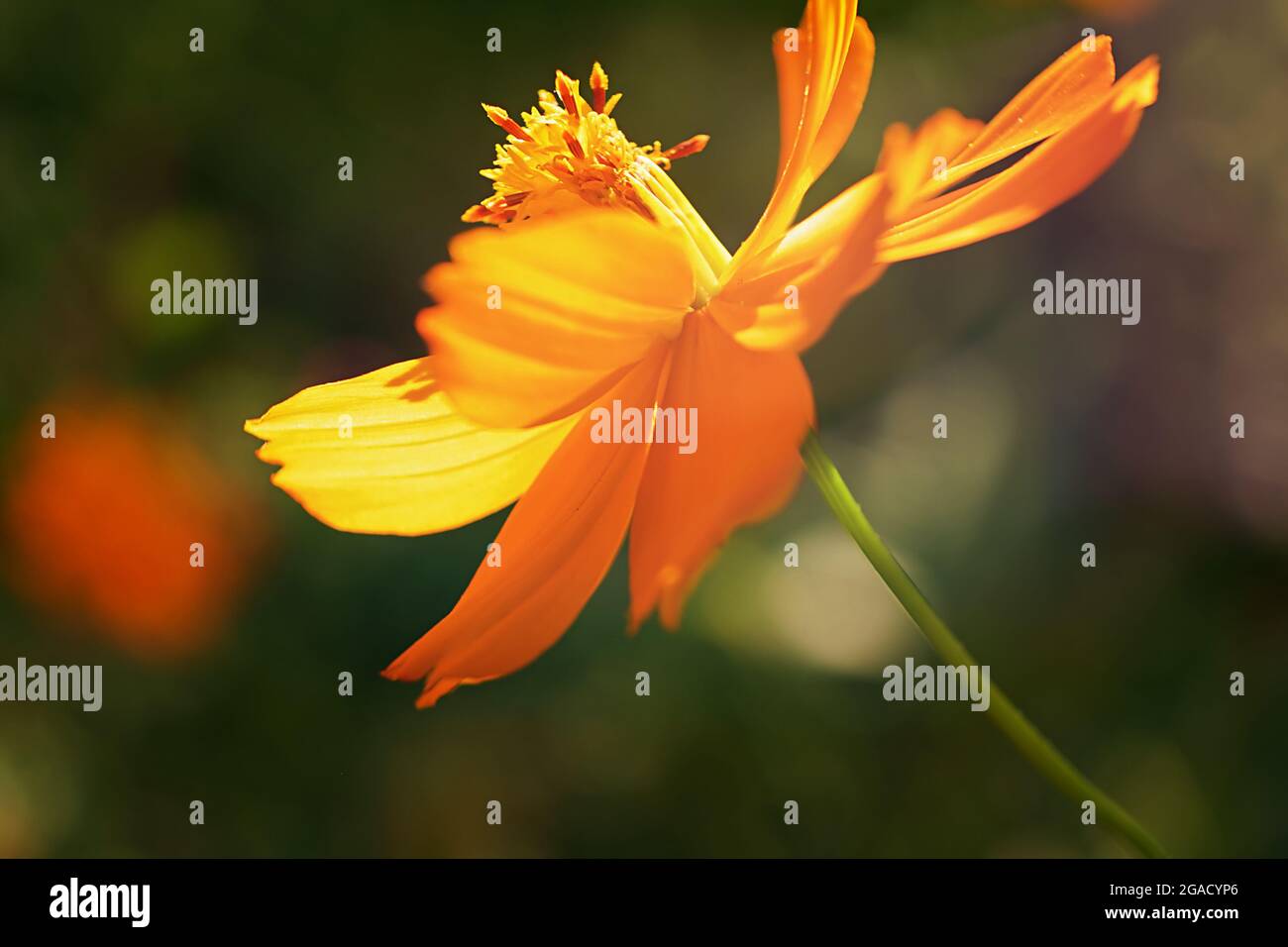 Up close photo of pink cosmos hi-res stock photography and images - Alamy