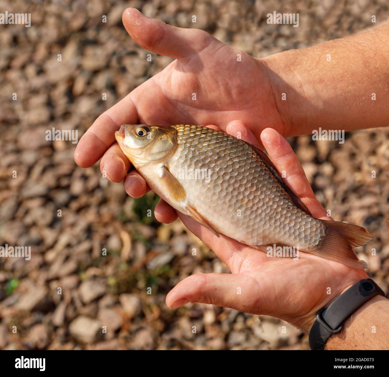 The fisherman takes a crucian fish from a fishing hook, visible hands of a  man and a pond in the background Stock Photo - Alamy