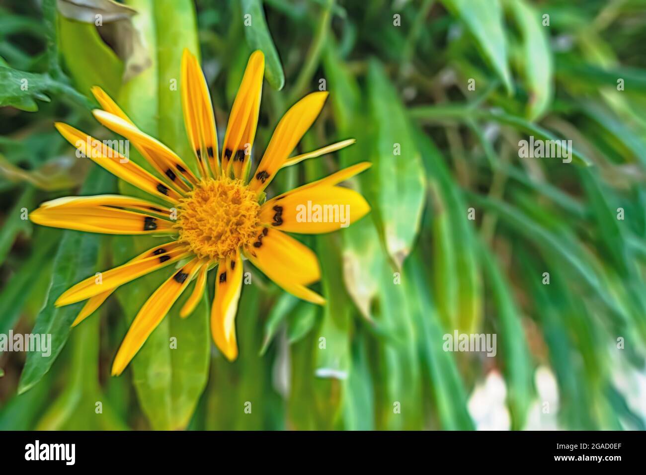 Gazania, a tropical herbaceous plant of the daisy family, with showy