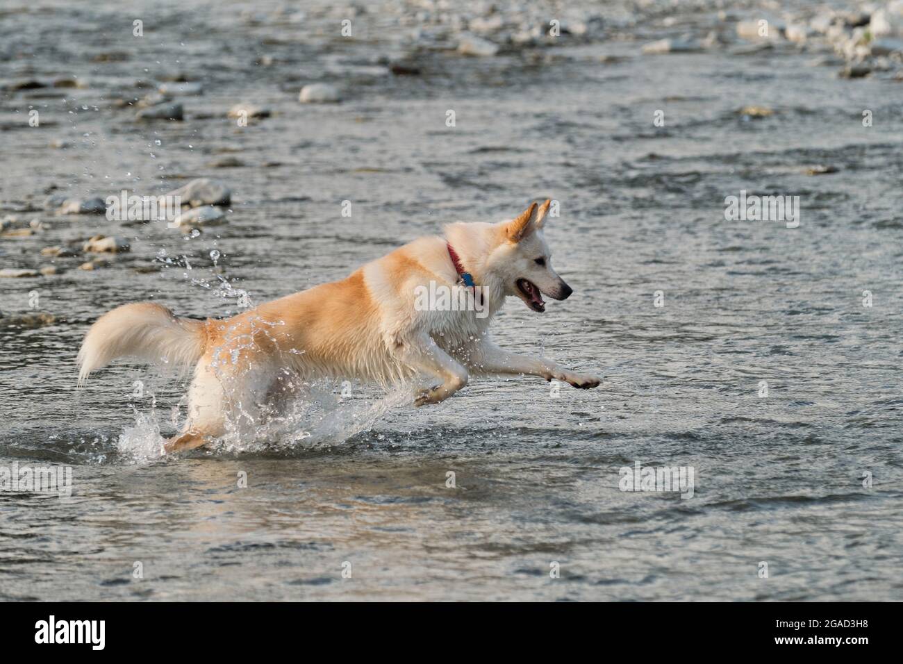 White fluffy large mongrel runs along river and spray flies in different directions. Half breed of Siberian husky and white Swiss shepherd. Spend time Stock Photo