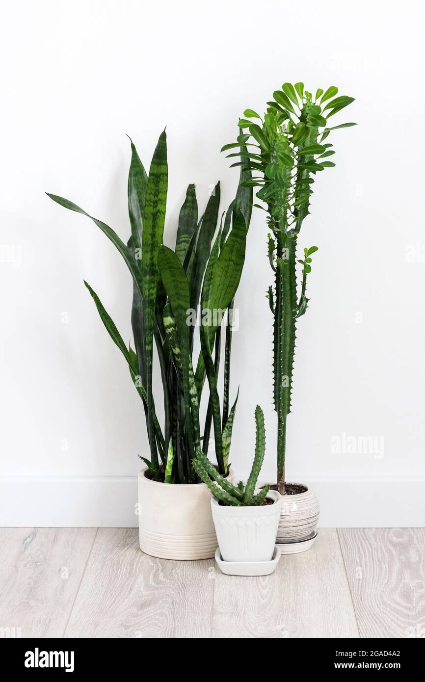 Potted succulents (Euphorbia trigona, Huernia and Sansevieria) staying on the floor on white wall background Stock Photo